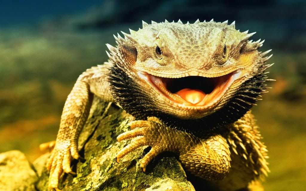 Lizard_Dragon_High_definition_wallpaper.jpg