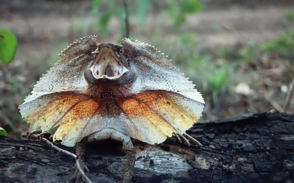 Lizard_hd_wallpaper.jpg