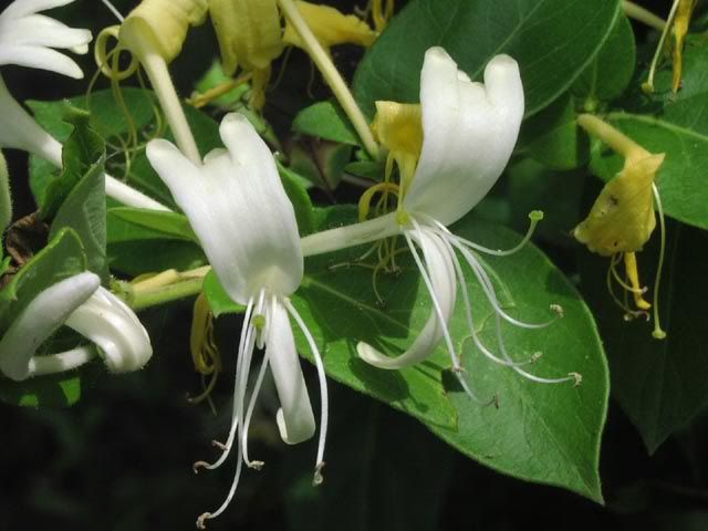 Lonicera20japonica20flowers.jpg
