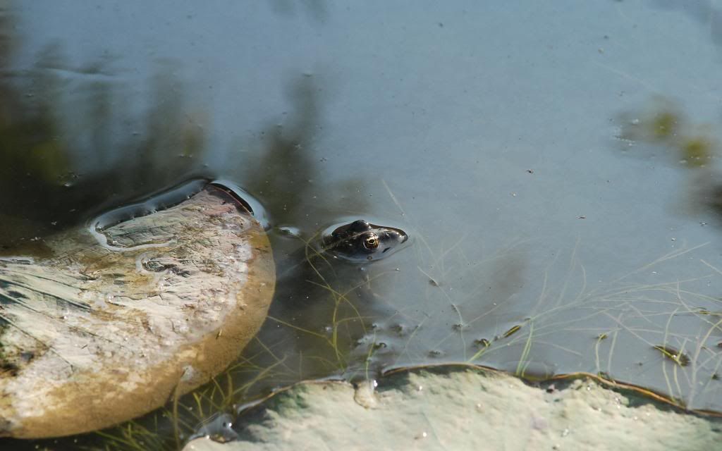 Lotus_and_the_Frog.jpg
