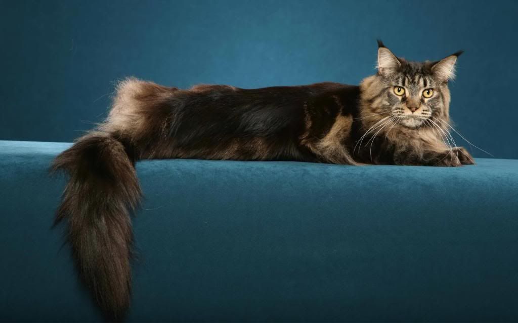 Maine_Coon_hd_wallpaper.jpg