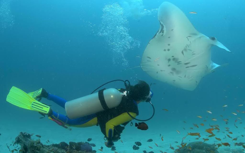 Manta_ray_ocean_High_definition_wallpaper.jpg