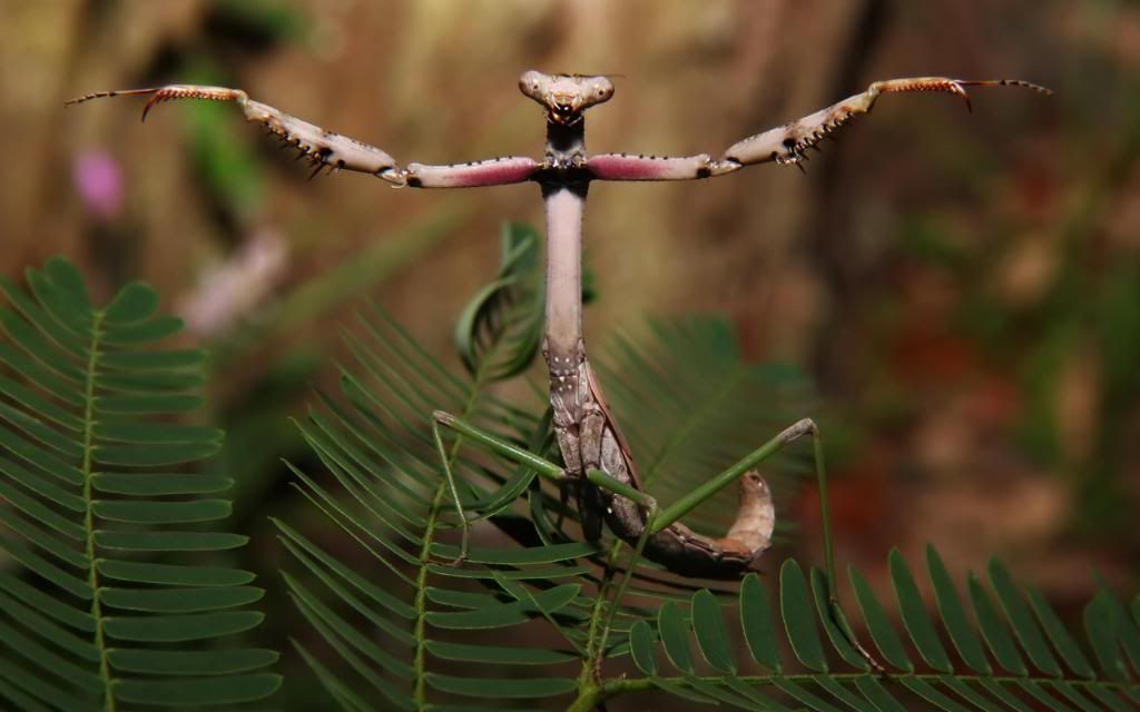 Mantis_religiosa_widescreen_wallpaper.jpg