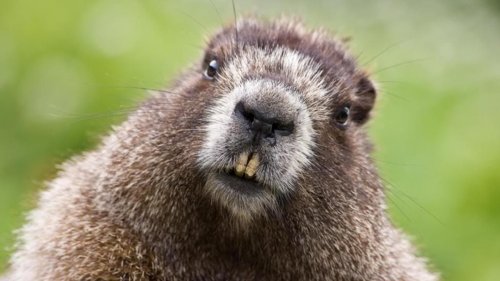 Marmot_Groundhog_widescreen_wallpaper.jpg