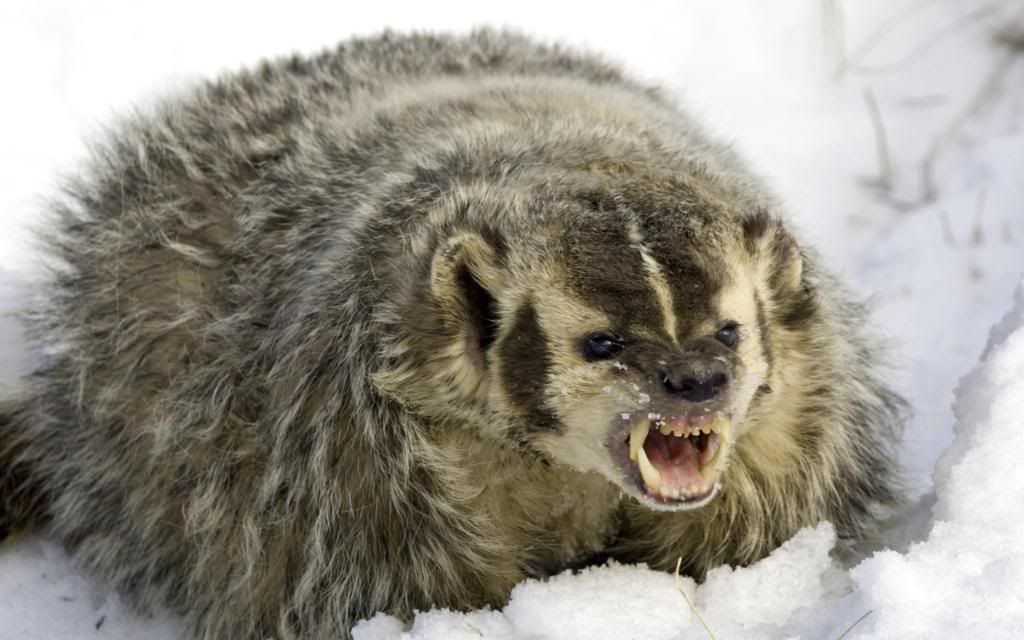 Marmot_hd_wallpaper.jpg