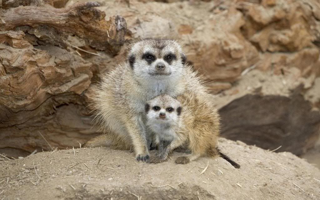Meerkats_High_definition_wallpaper.jpg
