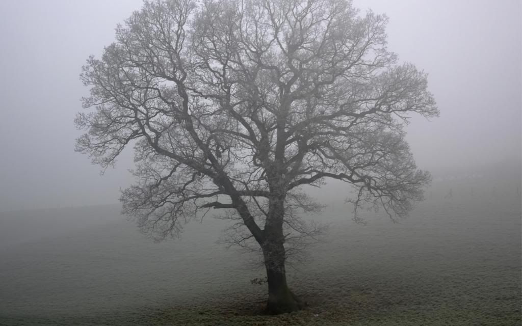 Misty_lonely_tree_hd_wallpaper.jpg