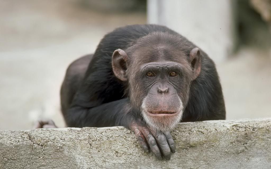 Monkey_-_life_in_a_zoo_High_definition_wallpaper.jpg