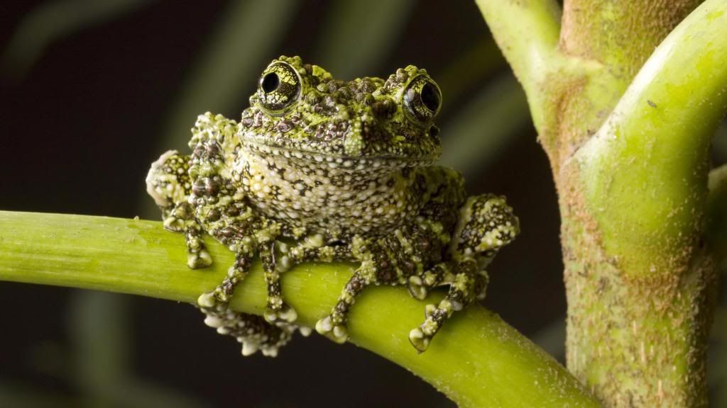 Moss_Frog_Tasmanian_frog_fauna_Moss_Froglet_Myobatrachidae_High_definition_wallpaper.jpg