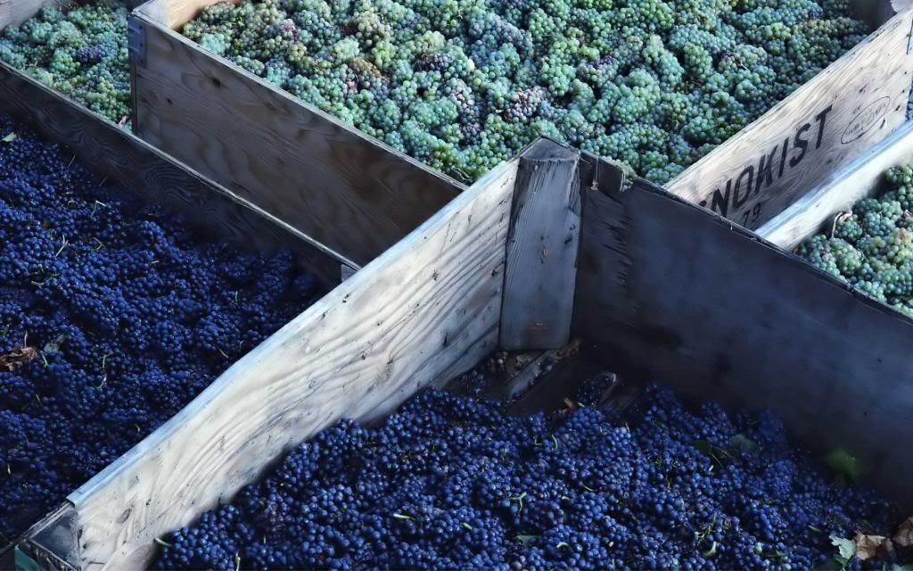 Mulberry.jpg