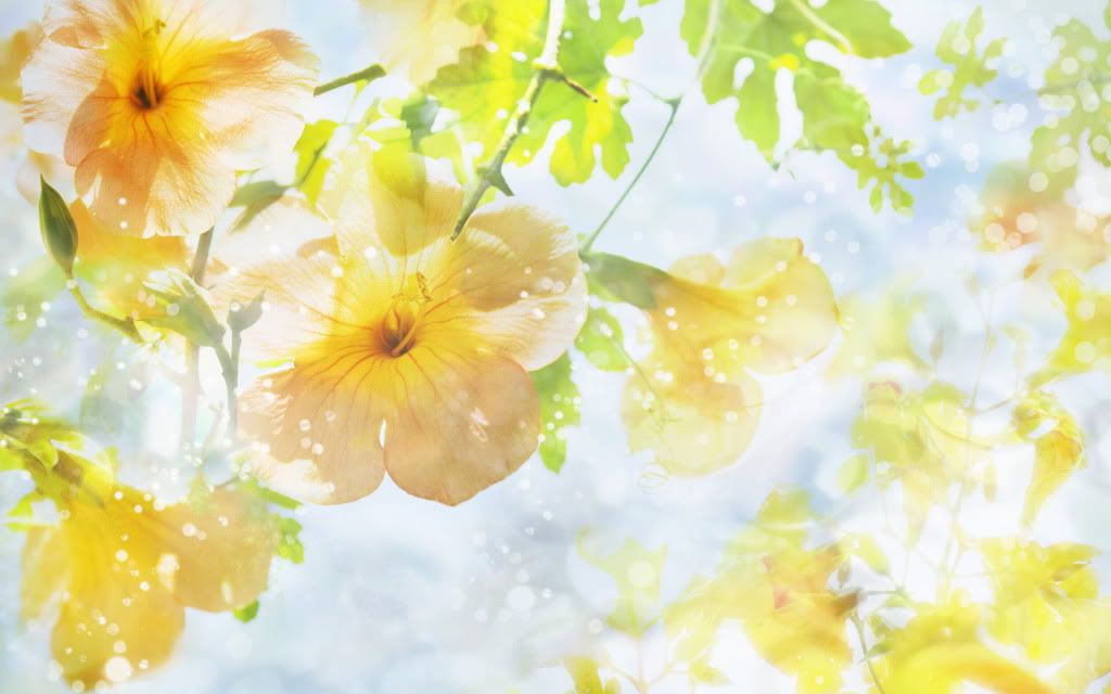 Natural_Dre_m_Flowers.jpg
