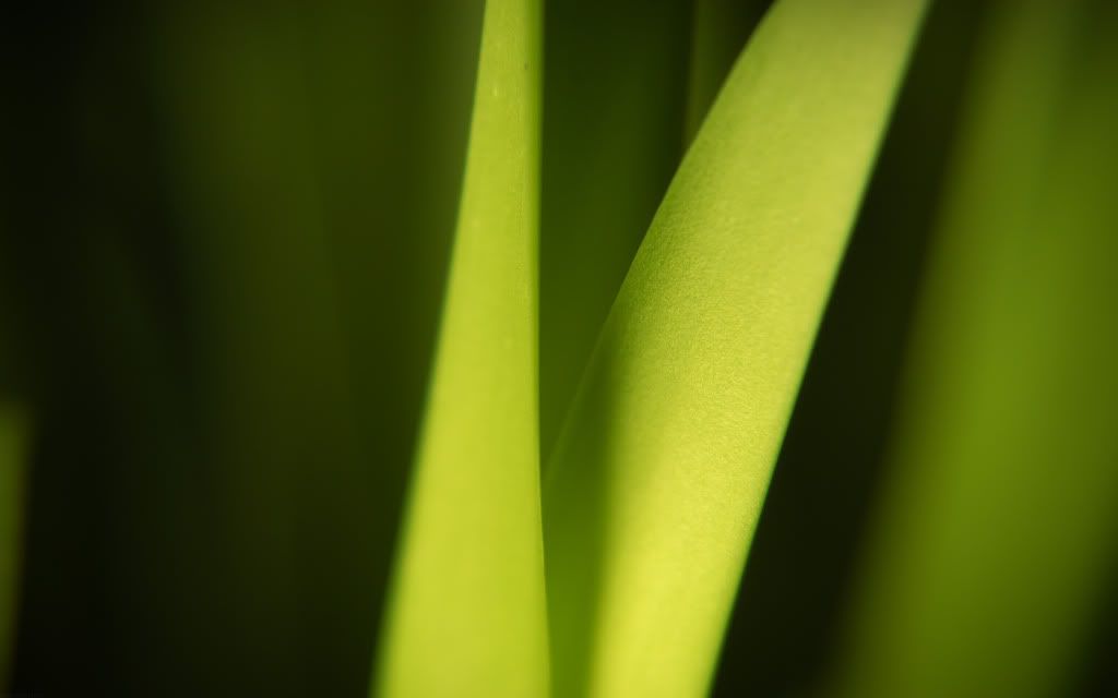Natural_photosynthesis.jpg