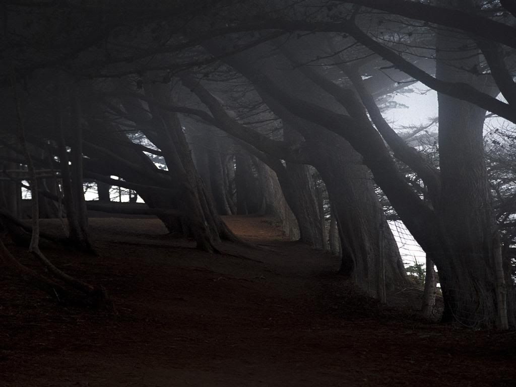 Nature_Forest_At_the_edge_of_dark_woods_015328_.jpg
