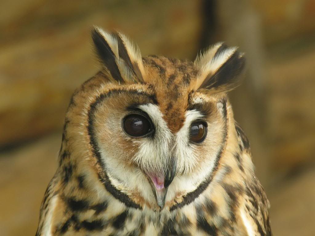 Night_owl_hd_wallpaper.jpg