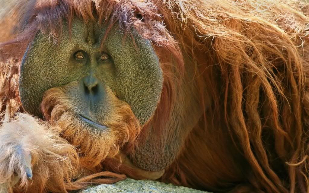 Orangutan_High_definition_wallpaper.jpg