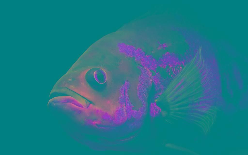 Oscar_Fish_High_definition_wallpaper.jpg