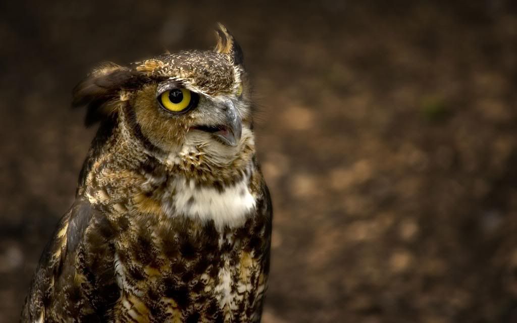 Owl.jpg