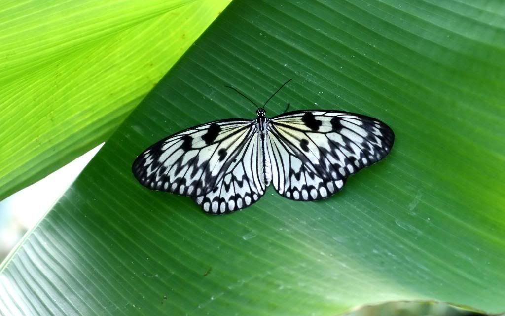 Papilio_butterfly.jpg