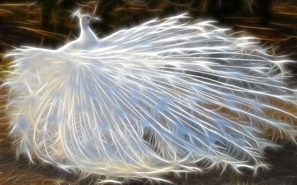 Peacock.jpg