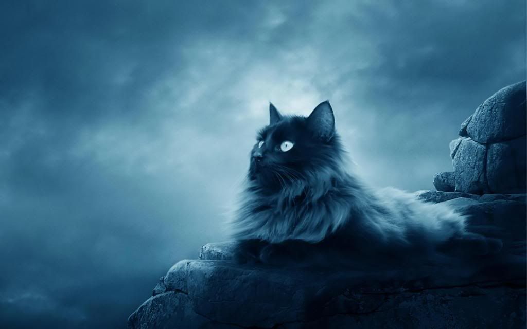Persian_cat_hd_wallpaper.jpg