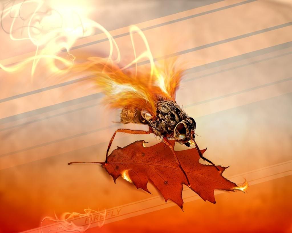 Photoshop_Fire_fly_011548_.jpg
