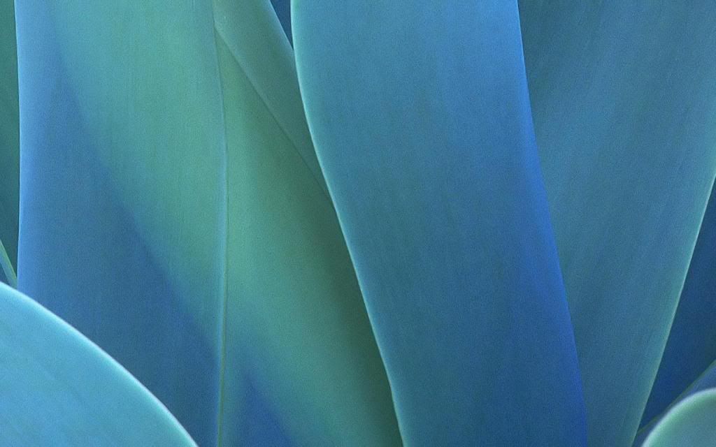 Photosynthesis.jpg