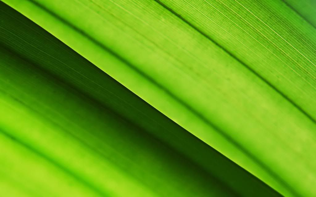 Photosynthesis_hd_wallpaper.jpg