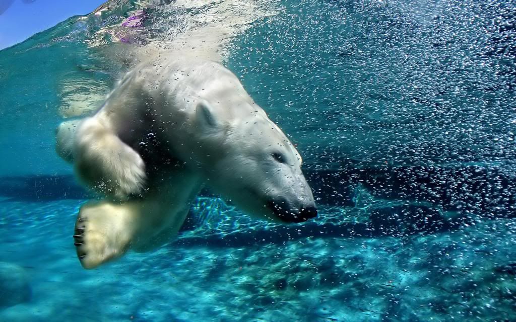 Polar_bear_hunting_under_water_widescreen_wallpaper.jpg
