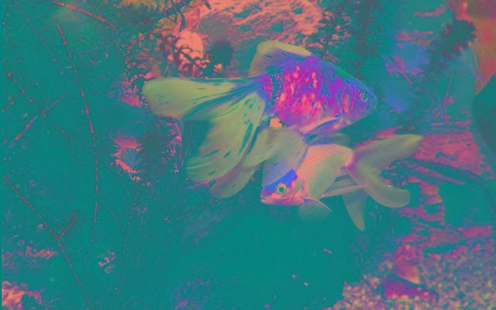 Popular_aquarium_fish_High_definition_wallpaper.jpg