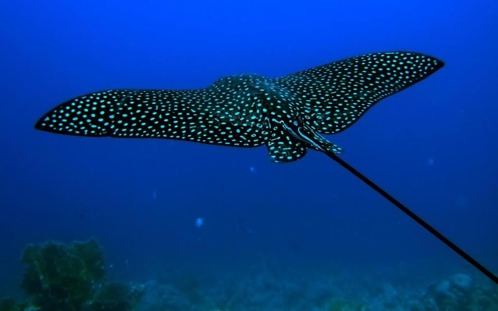 Potamotrygon_underwater_animals_High_definition_wallpaper.jpg
