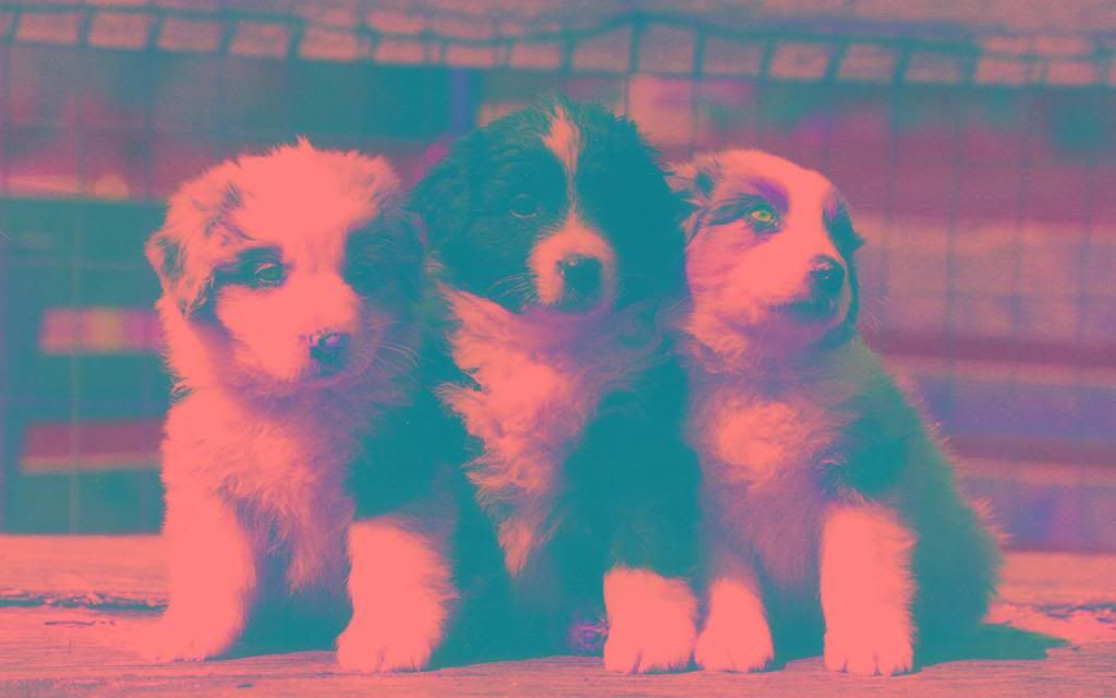 Puppies_hd_wallpaper.jpg