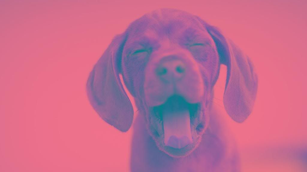 Puppy_Mode_hd_wallpaper.jpg