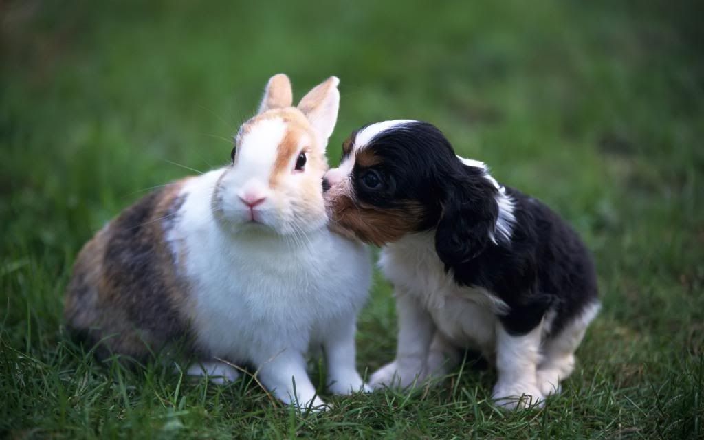 Puppy_and_Rabbit_Pets_Wallpaper_hd_wallpaper.jpg