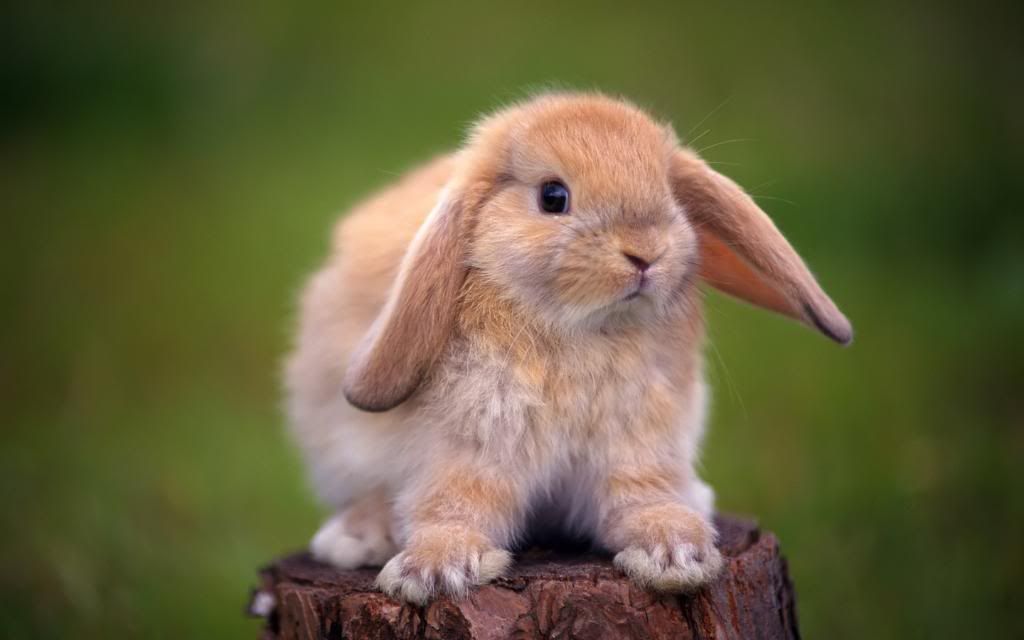 Rabbit_Wallpaper_hd_wallpaper.jpg