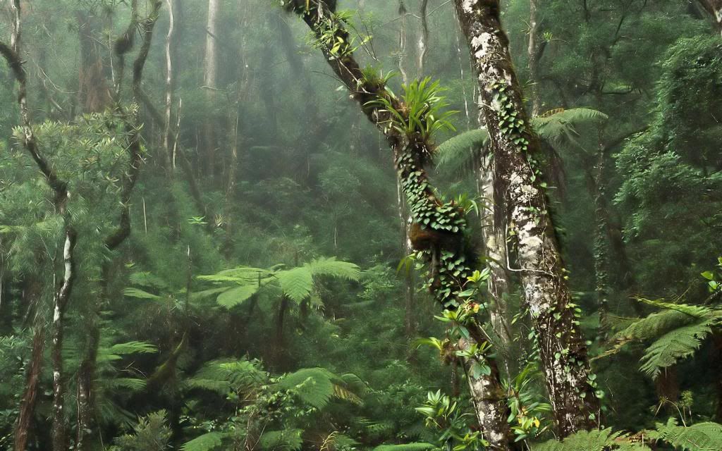 Rainforest_hd_wallpaper.jpg