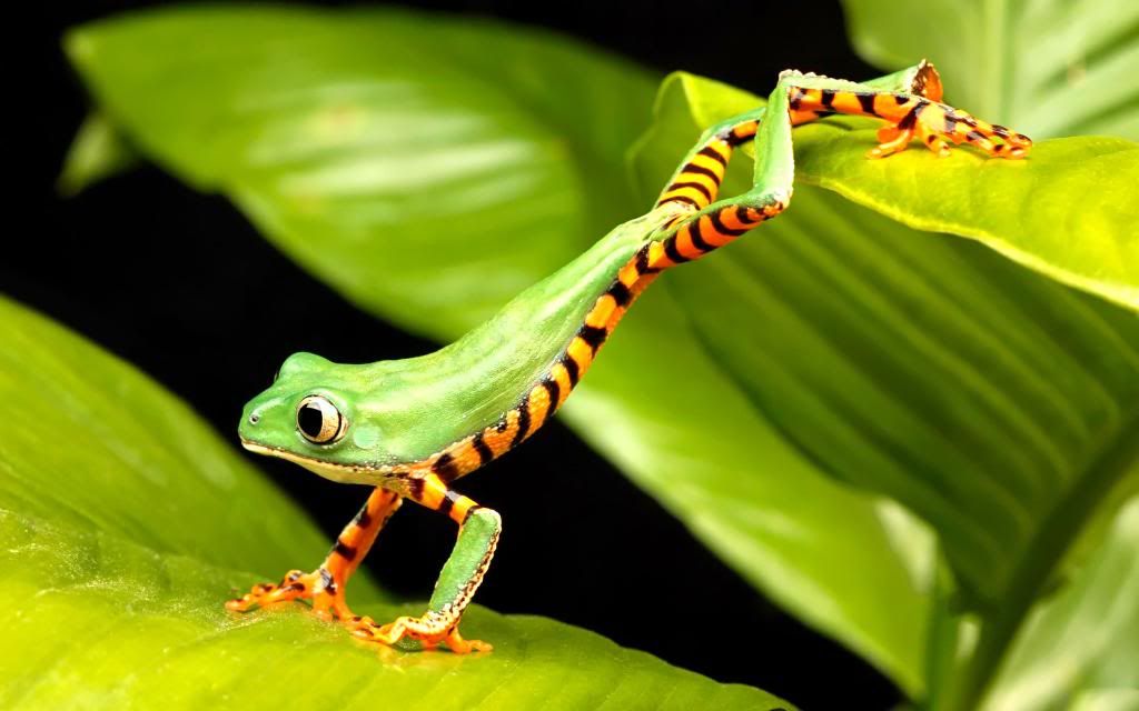 Red-eyed_tree_frog_bright_side_markings_hd_wallpaper.jpg