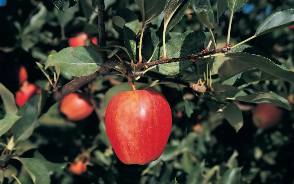Red_Apple.jpg