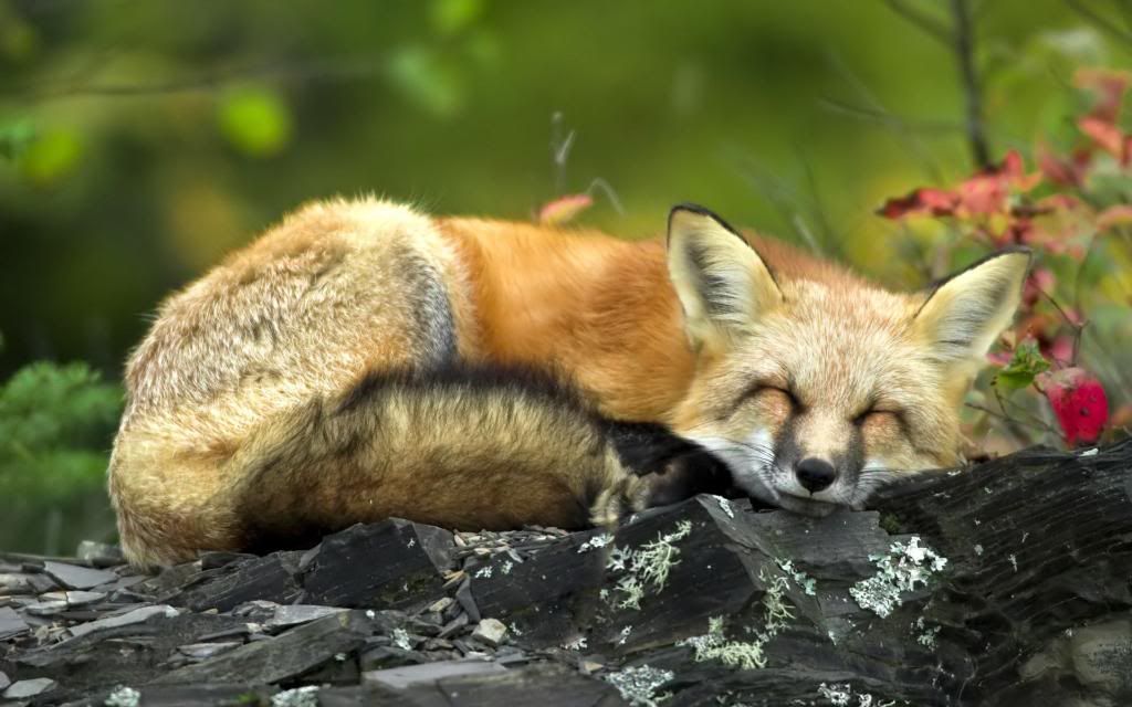 Red_Fox_North_America_and_Eurasia_High_definition_wallpaper.jpg
