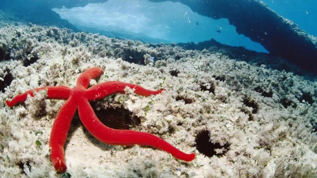 Red_Starfish_underwater_life_High_definition_wallpaper.jpg