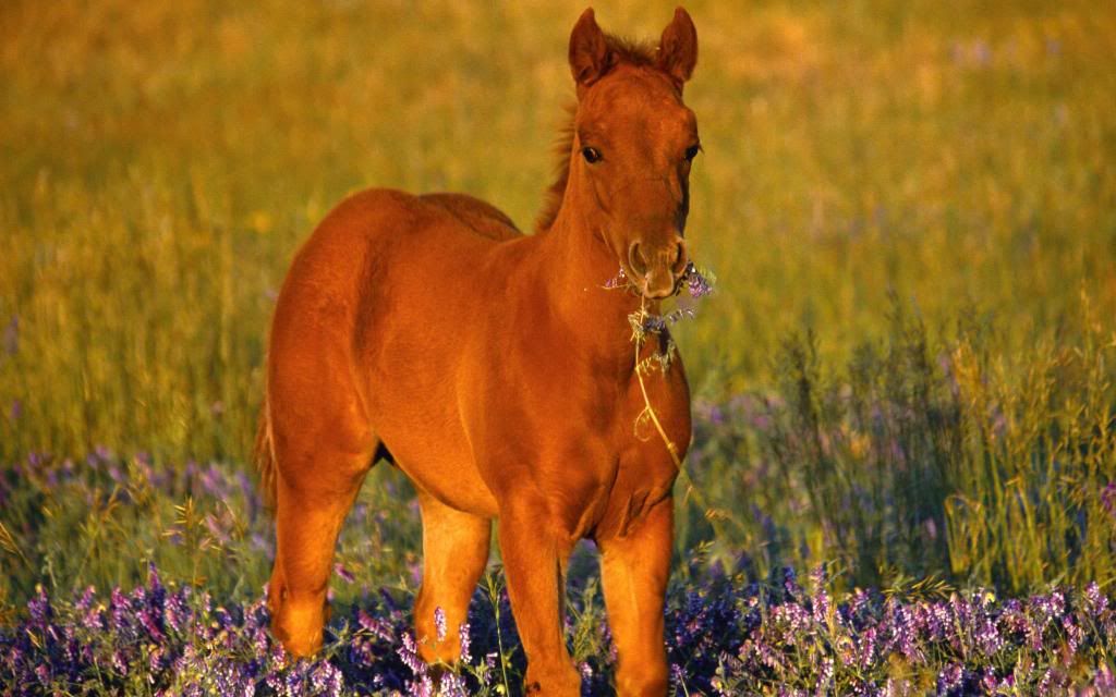 Red_colt_hd_wallpaper.jpg