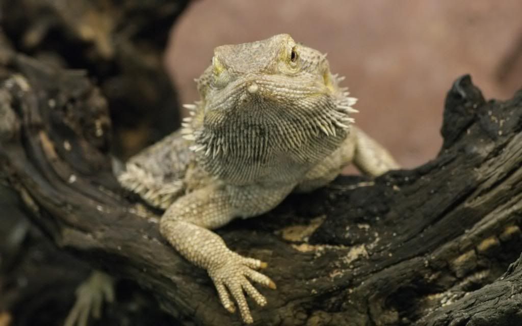 Reptile.jpg