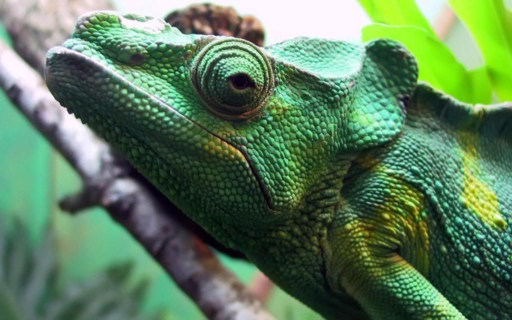 Reptiles_Lizard_photos_High_definition_wallpaper.jpg
