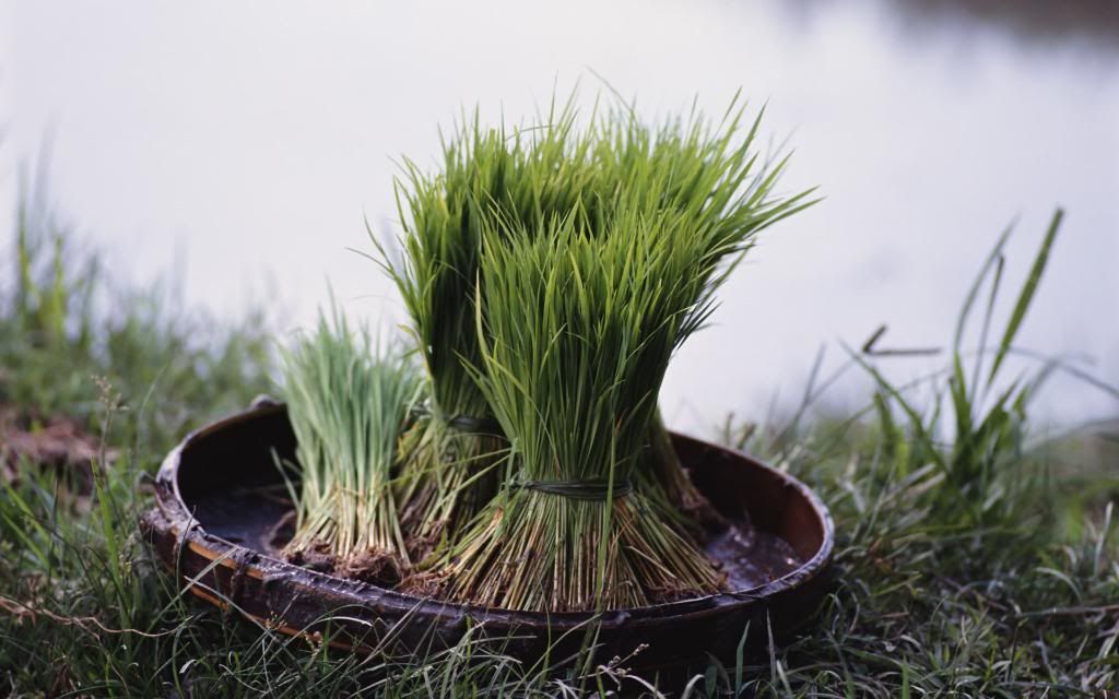 Rice_Sprouts.jpg