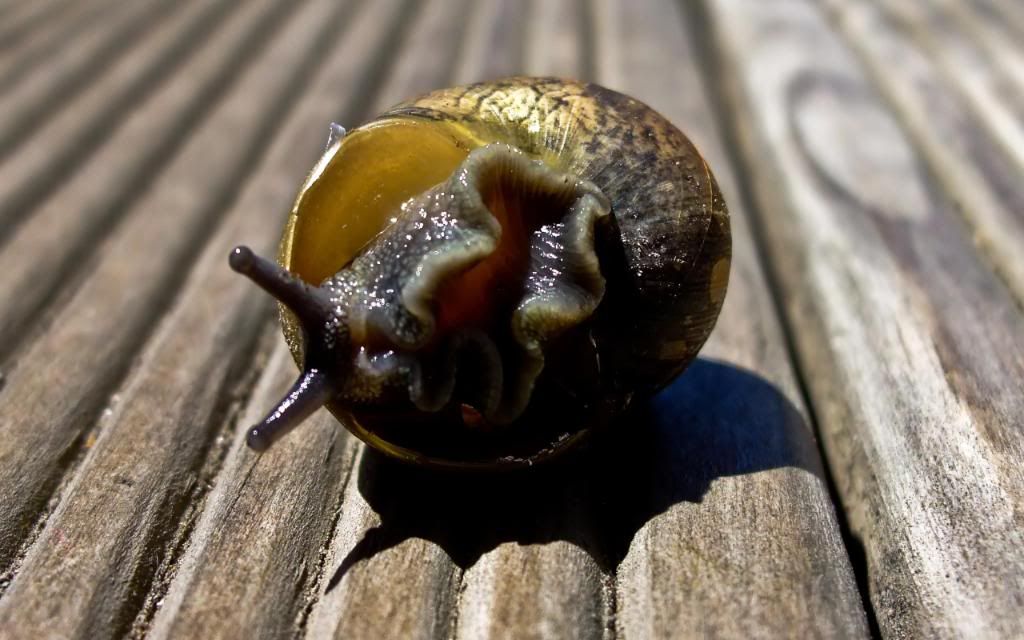 River_snail_widescreen_wallpaper.jpg