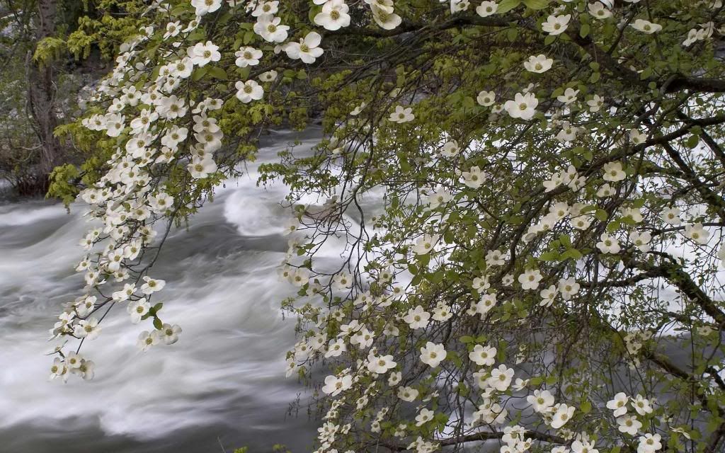 Rocky_mountain_stream_hd_wallpaper.jpg