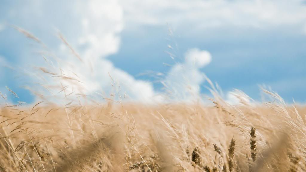 Rye_field_widescreen_wallpaper.jpg
