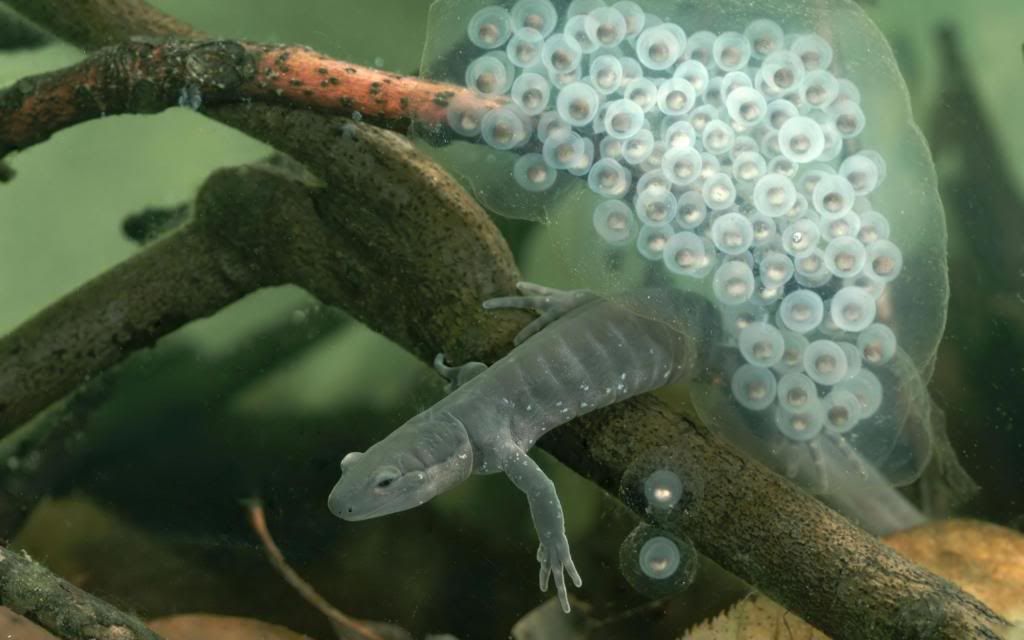 Salamander_amphibian_High_definition_wallpaper.jpg