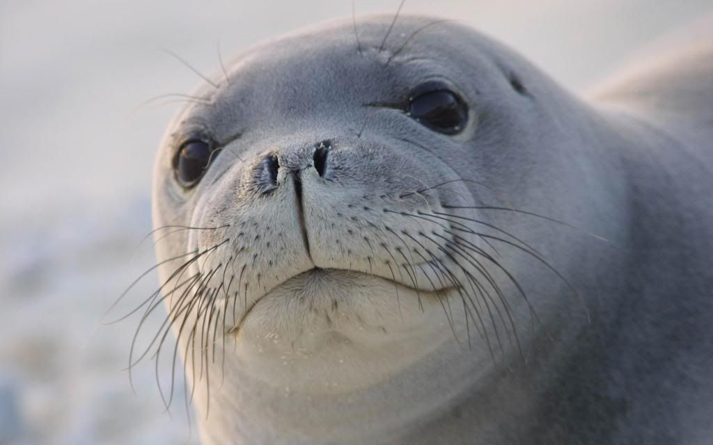 Sea_Lion.jpg