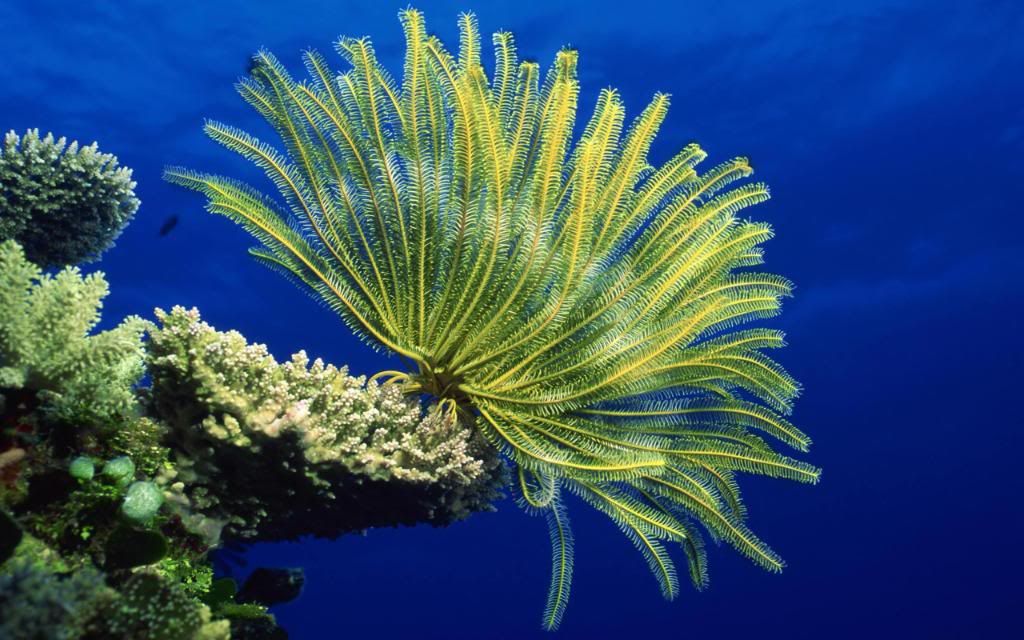Sea_anemones_-_Coral_reef_life_underwater_Images_High_definition_wallpaper.jpg