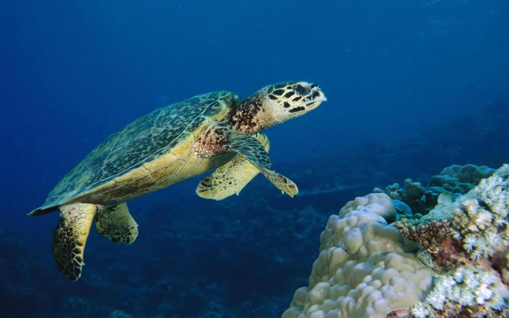 Sea_turtle_-_underwater_life_Images_High_definition_wallpaper.jpg
